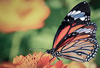 网络ddos监测分析工具