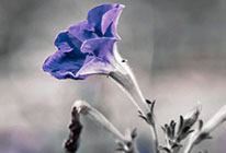 ddos攻击器安卓ios下载